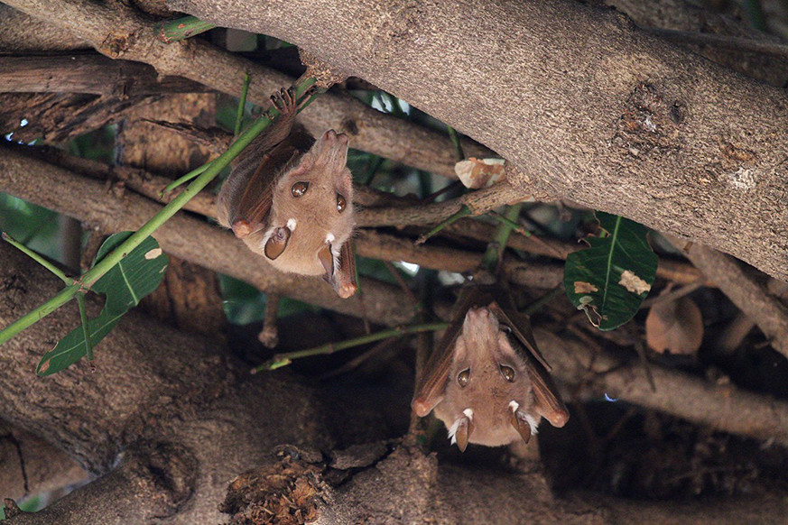 Epauletted Fruit Bats in their natural habitat, Okavango Delta