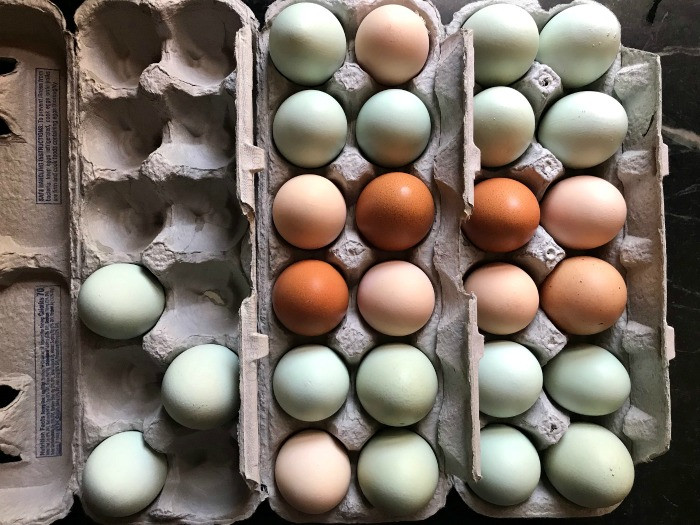 Fresh milk and eggs, key custard ingredients