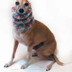Stylish Italian Greyhound in a gray snood, perfect for keeping warm