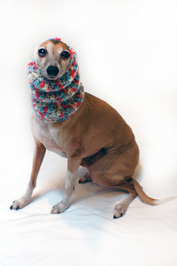 Stylish Italian Greyhound in a gray snood, perfect for keeping warm