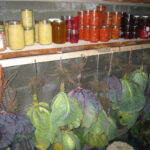 Old fashioned root cellar interior with shelves filled with canned goods and produce, showcasing a variety of preserved foods