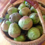 Basket full of green pears